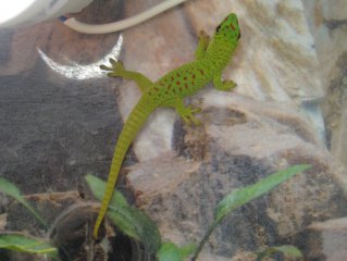 felsumy 021aaa felsumy 021aaa