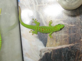 felsumy 025aaa felsumy 025aaa