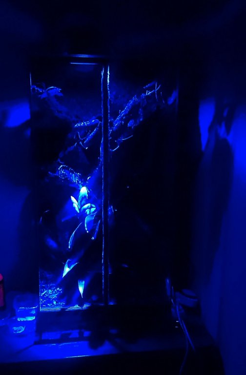Nocą