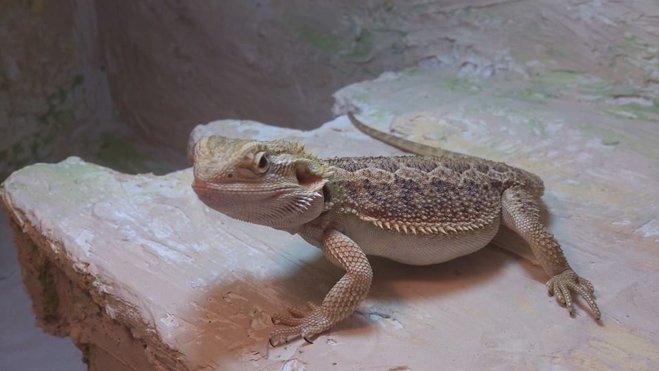 Yuki