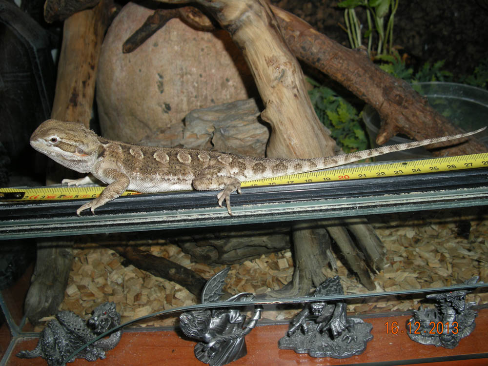 Agamka
