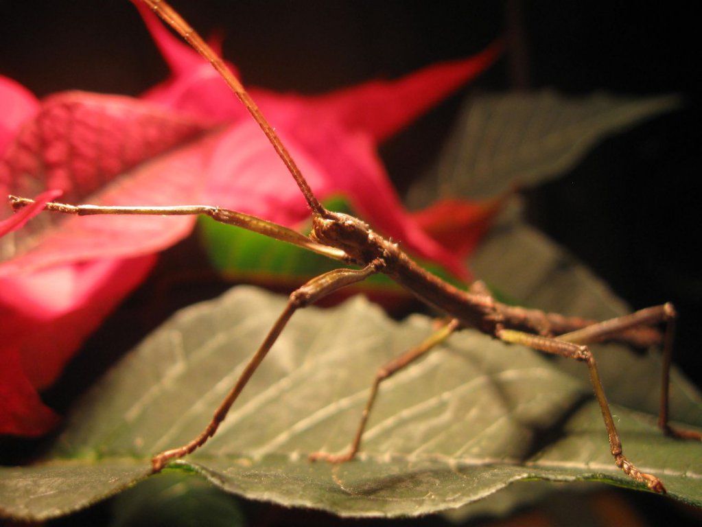 Lamponius Guerini