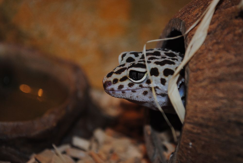 Eublepharis macularius