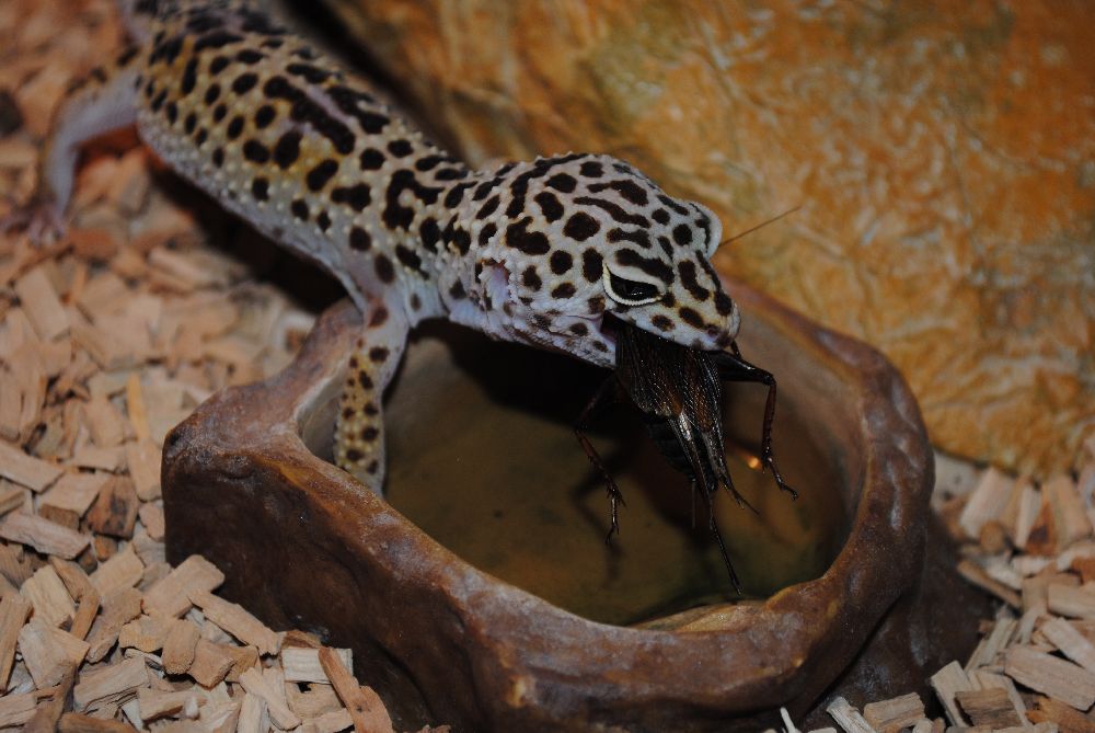 Eublepharis macularius