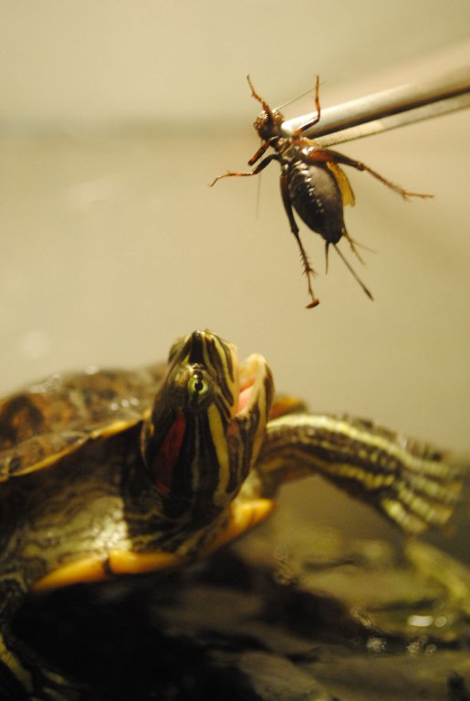 Trachemys scripta elegans