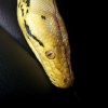 python reticulatus