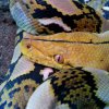 python reticulatus