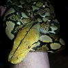 python reticulatus