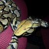 python reticulatus
