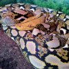 python reticulatus