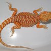 Hypo Red Leatherback 26cm