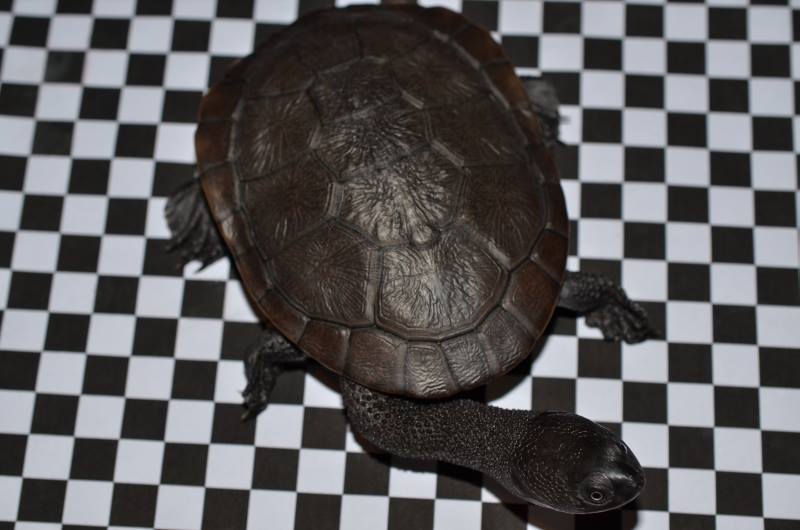 Chelodina mccordi