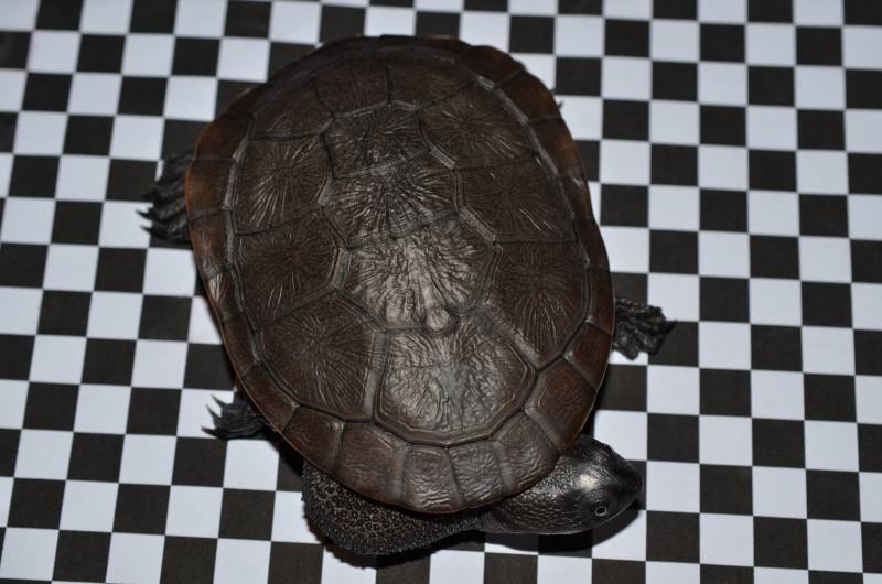 Chelodina mccordi