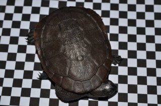 Chelodina mccordi Chelodina mccordi