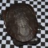 Chelodina mccordi