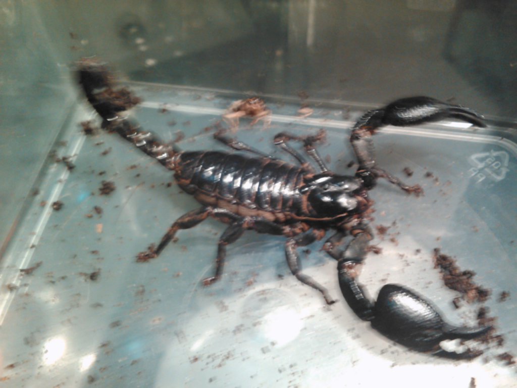 heterometrus petersii