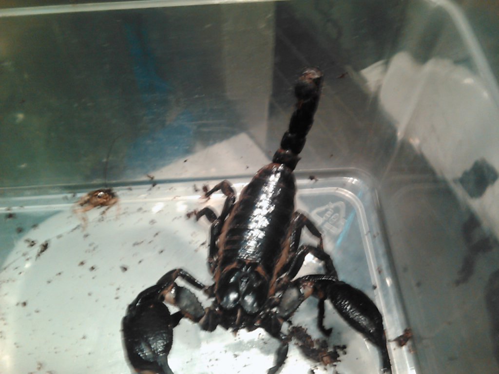heterometrus petersii