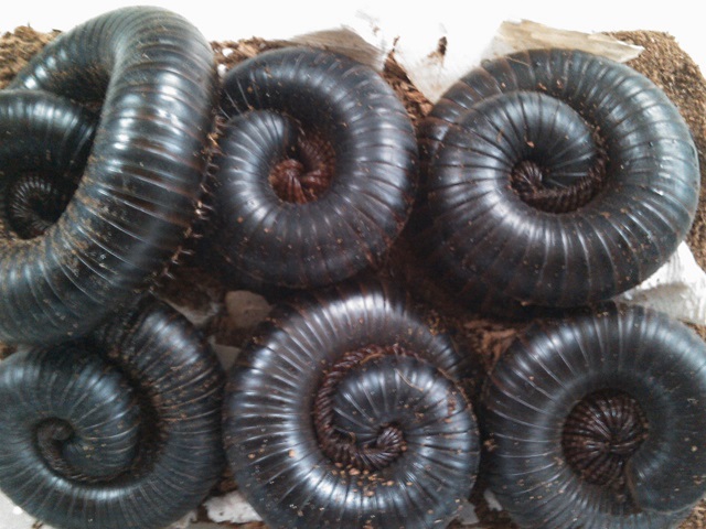 A.Gigas