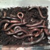 Tonkinbolus dollfusi + Spirobolidae z Tanzanii