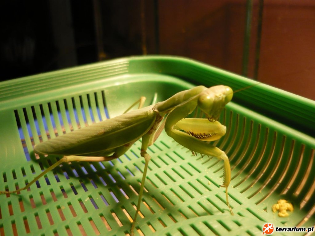 Sphodromantis gastrica