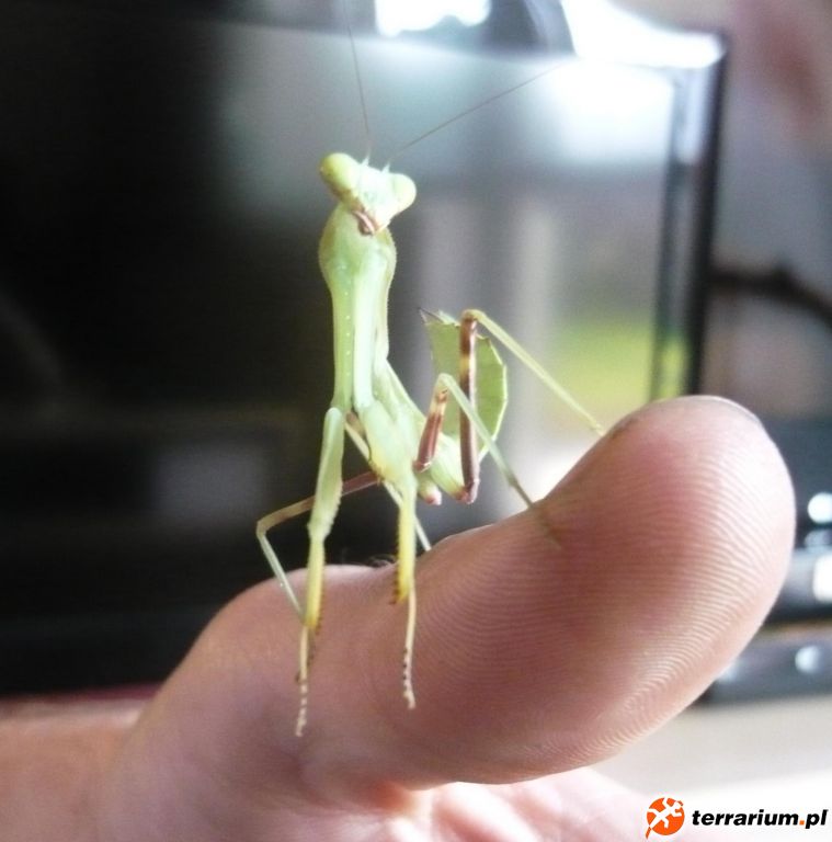 Sphodromantis gastrica