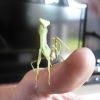 Sphodromantis gastrica