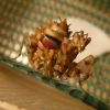 Pseudocreobotra wahlbergii.L6,,
