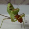 Sphodromantis gastrica