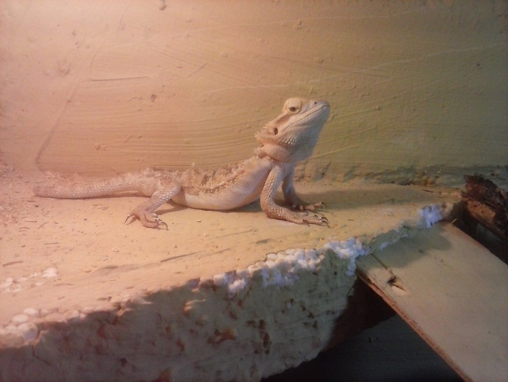 grzanie