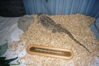 Pierwsze zimowanie Pierwsze zimowanie