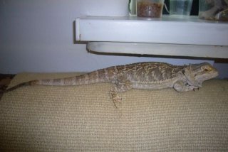 martwica ogonka martwica ogonka