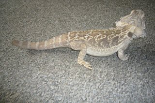 ogonek po amputacji ogonek po amputacji