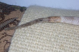 Martwica ogonka Martwica ogonka