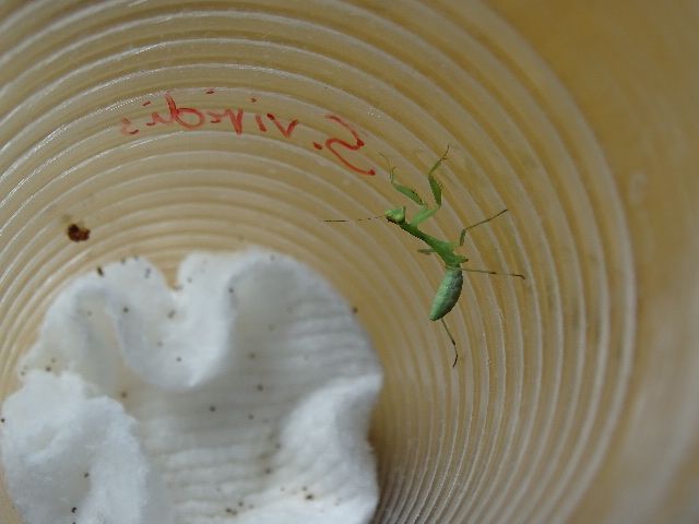 S. viridis