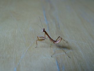 H. majuscula (?) H. majuscula (?)