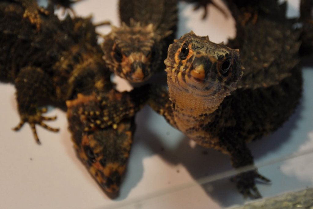 Tribolonotus gracilis