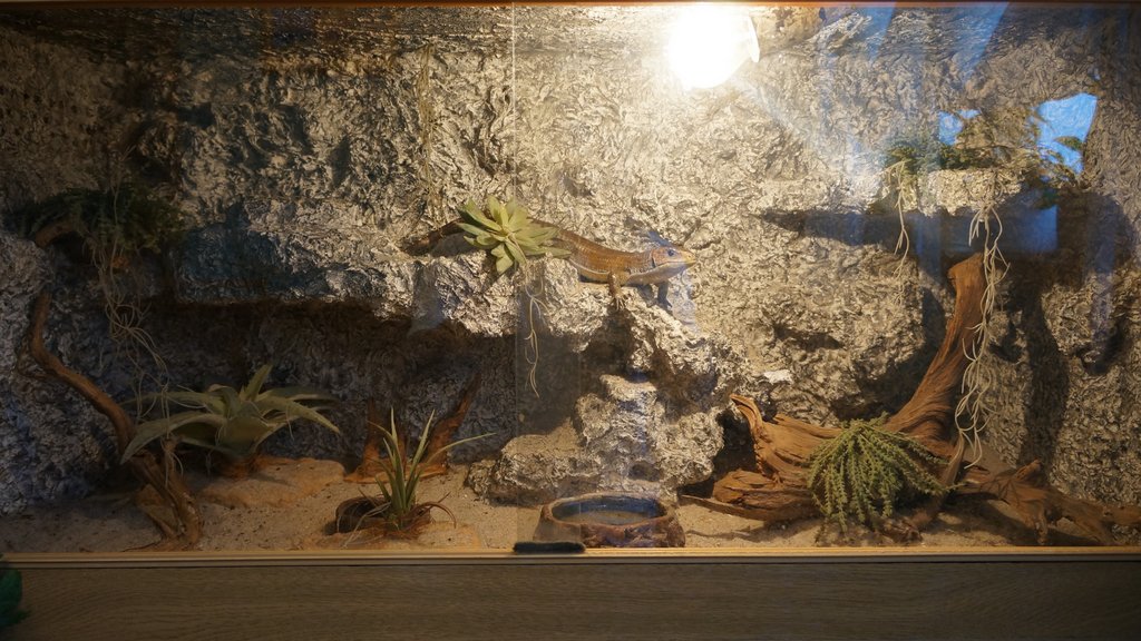 Terrarium Tarczołuska