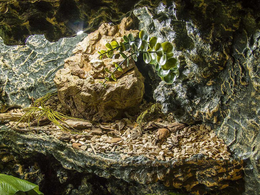 Terrarium Tropikalne