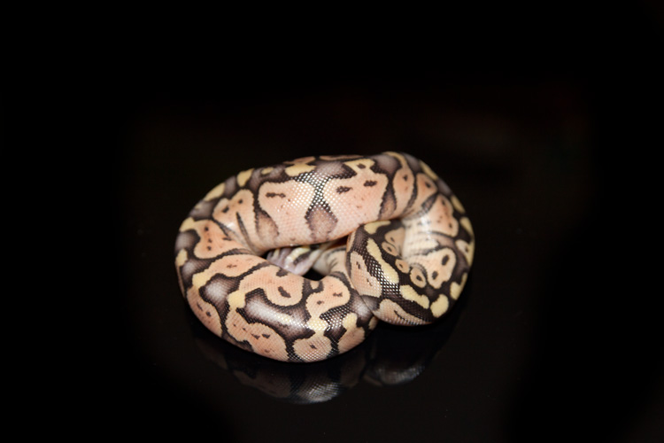 Python regius super pastel