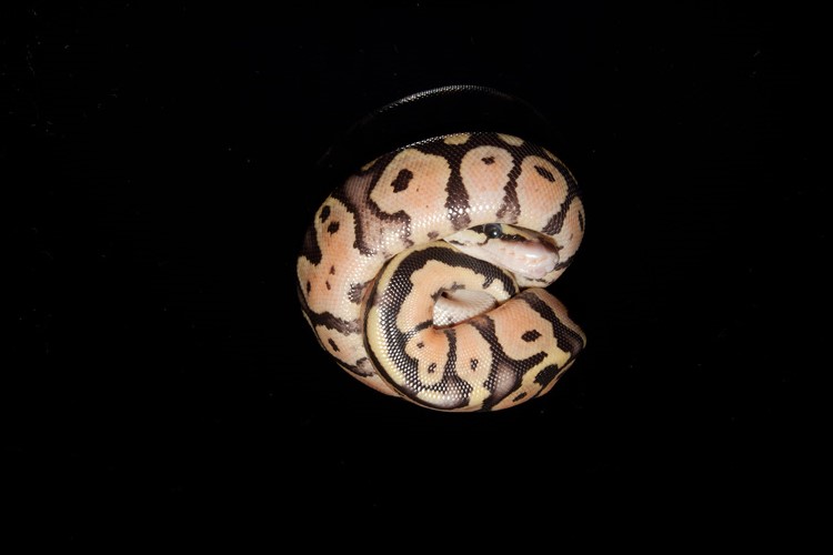 Python regius super pastel