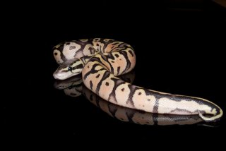 Python regius super pastel