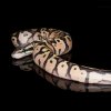 Python regius super pastel