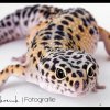 Halinka