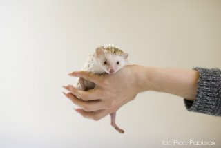 Pamela