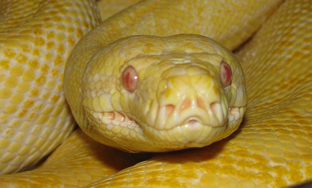 A4