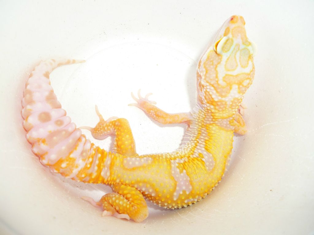 Carrot head carrot taij jungle tangerine Tremper albino het Raptor- samiec
