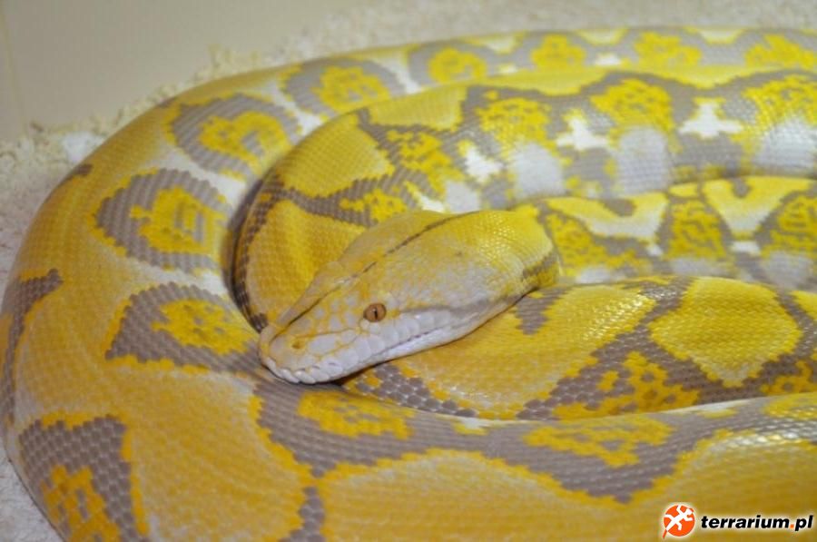Blond retic