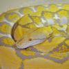 Blond retic