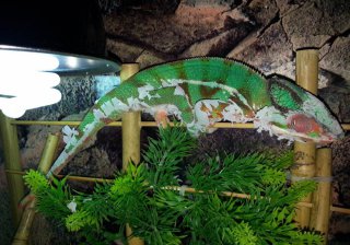 Opalenizna:) Opalenizna:)