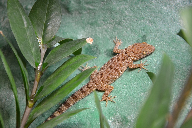 gekon
